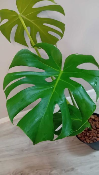 Монстера | Monstera deliciosa
