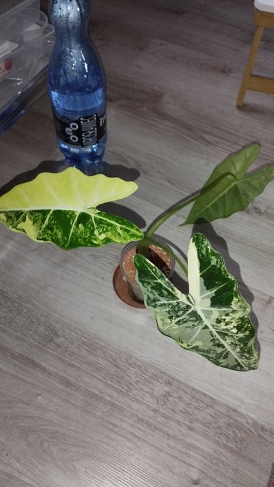 Alokazja alocasia frydek variegata