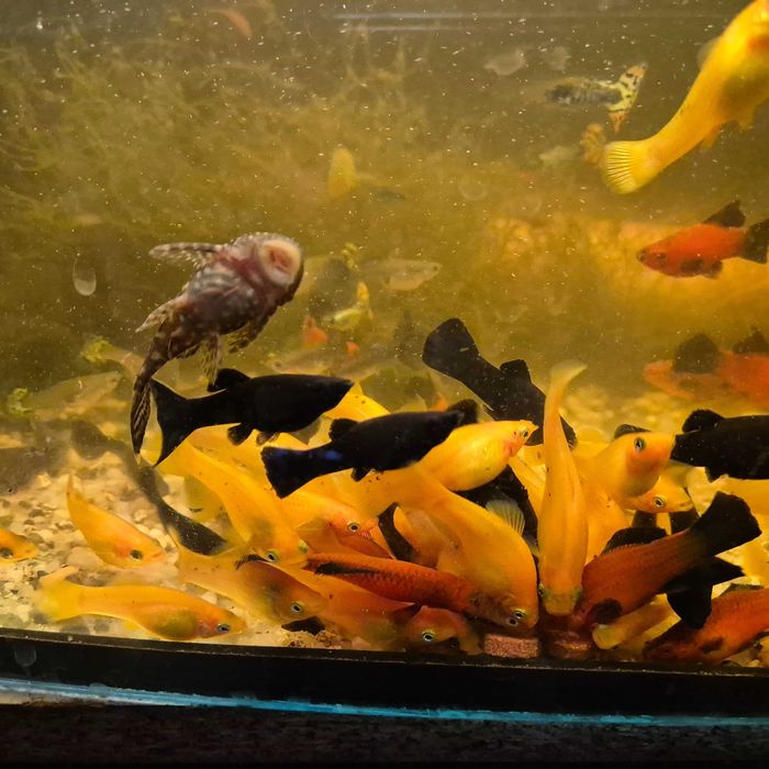 Żółta odchowana i czarna Molinezja.