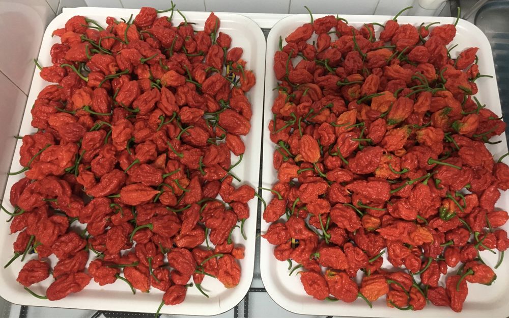 Sementes de Carolina Reaper