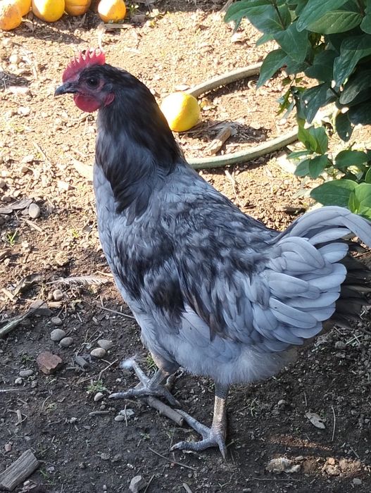 Vendo dois galos Jersey azuis