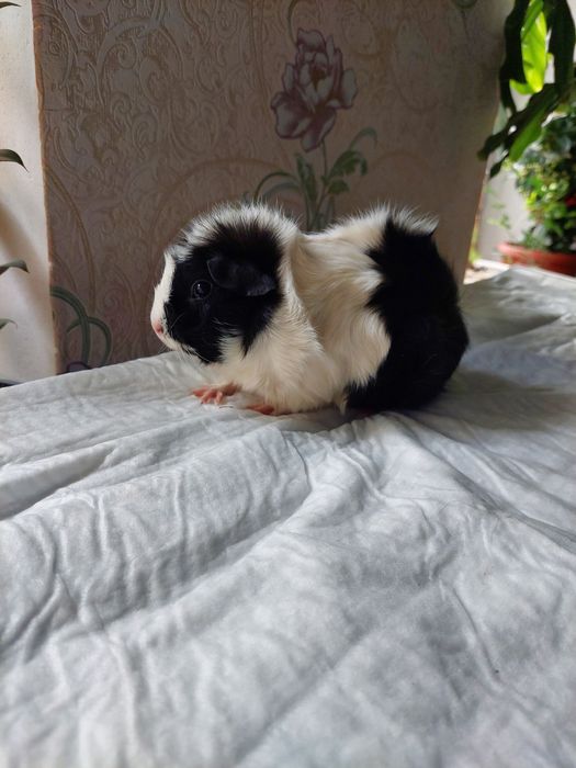 Продам красивую морскую свинку!