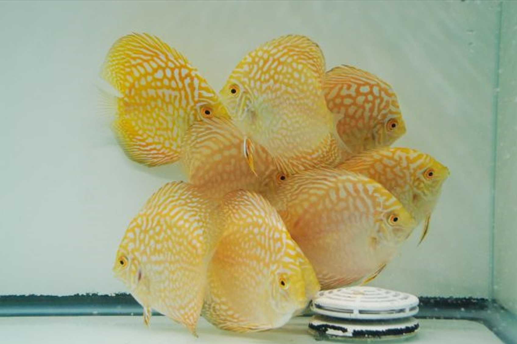 Paletka - Dyskowiec - YELLOW PIGEON BLOOD - Symphysodon discus - dowóz