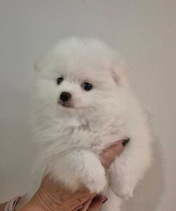 Pomeranian biała suczka