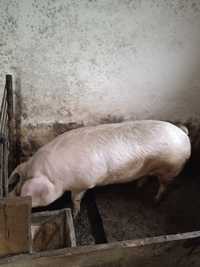 Продам свиню годована домашнім кормом