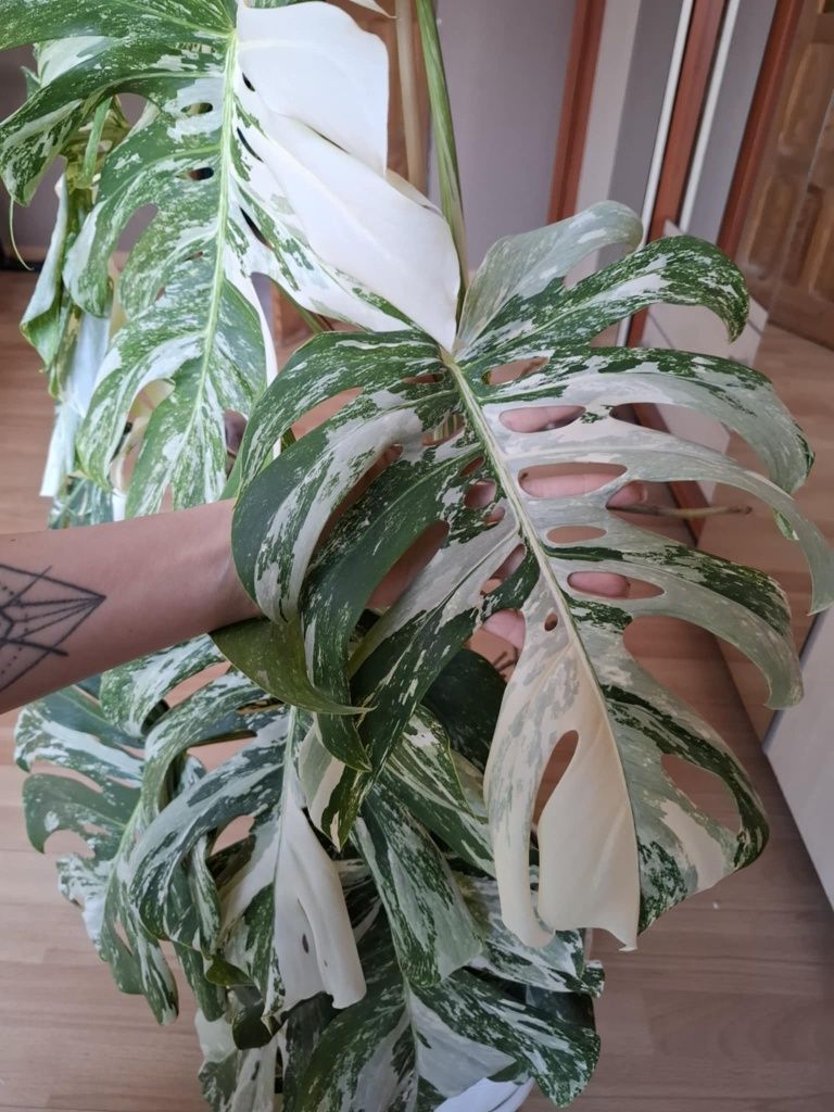Monstera Variegata
