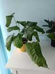 Calathea Musaica Network kalatea kwiat  naturalny oczyszczacz powietrz