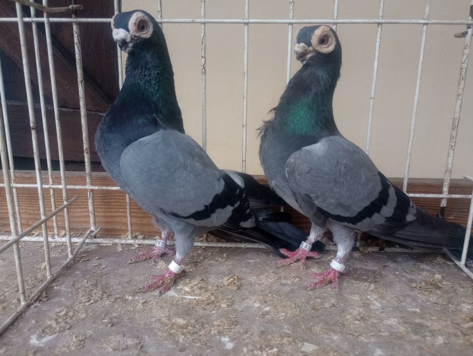 Brodawczaki polskie.