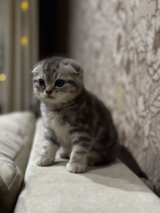 Продам кошеня скотіш фолд мармурова дівчинка
