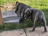 Amstaff wierny przyjaciel gotowy na zmianę domu