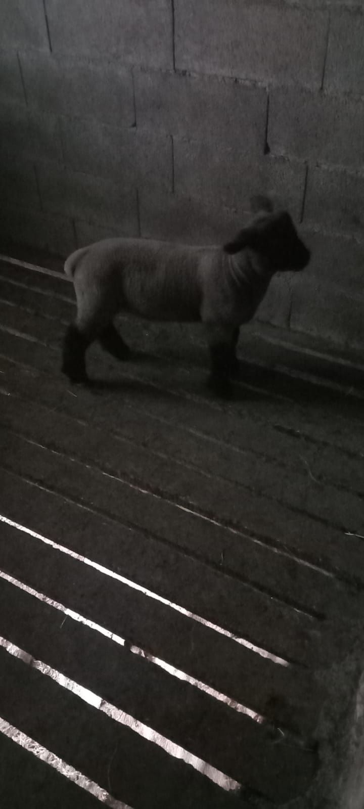 Vendo  borrego suffolk