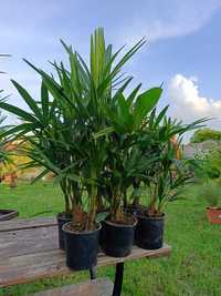 Trachycarpus fortunei