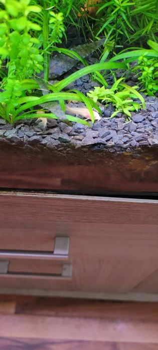 Sprzedam kiryski sterbej