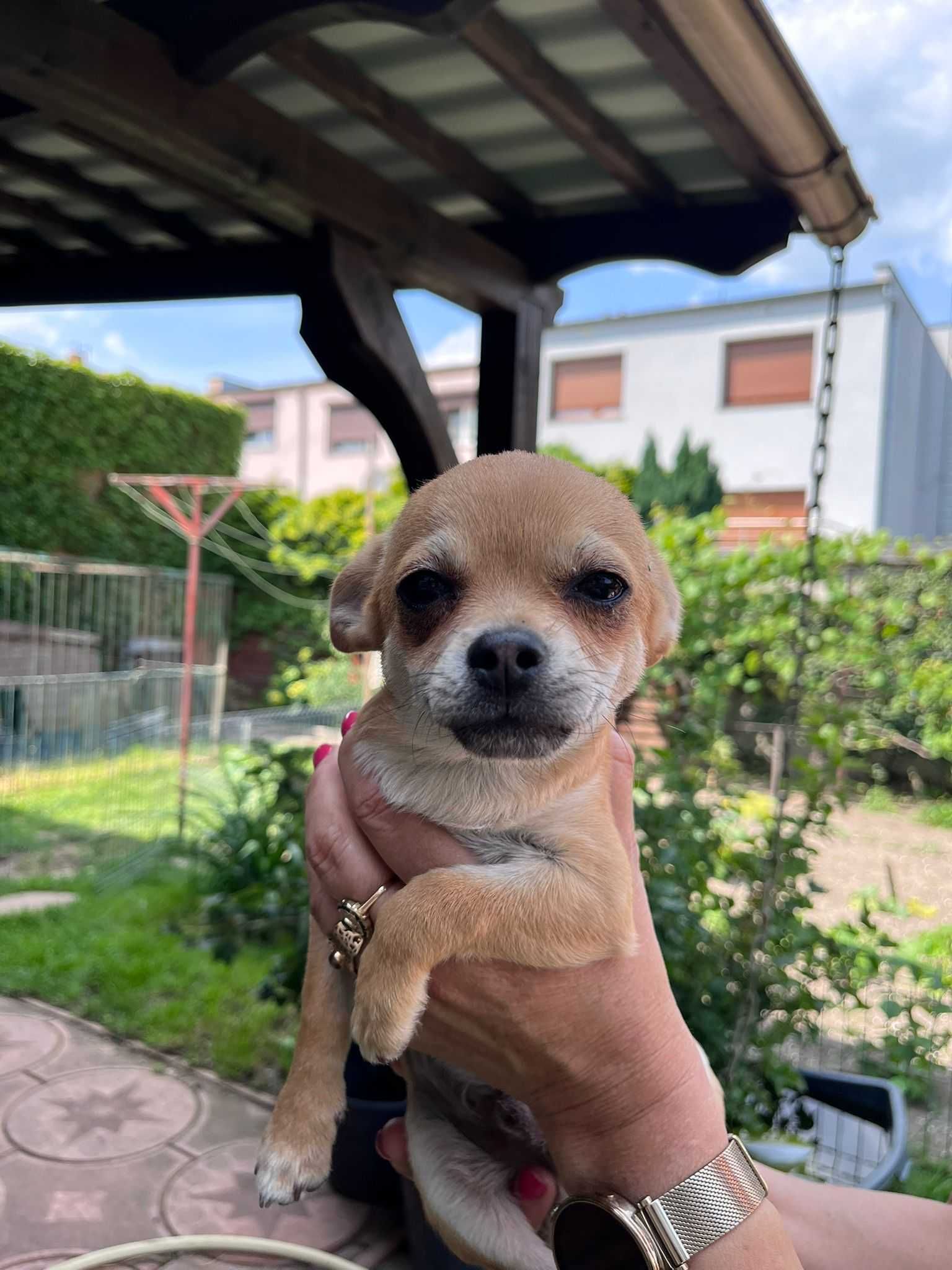 Chihuahua krótkowłosy odchowany śliczny piesek gotowy do odbioru!