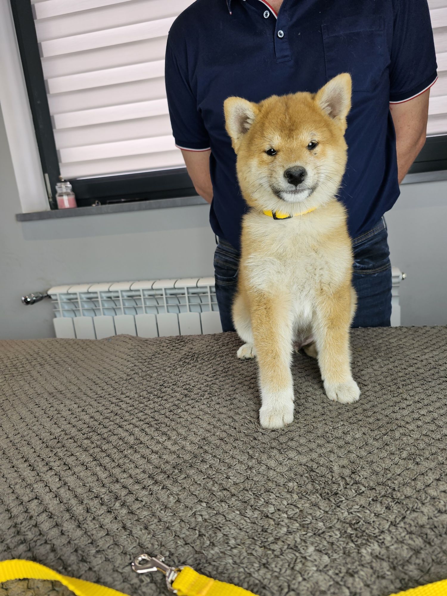 Shiba inu doskonały rodowód ZKWP FCI