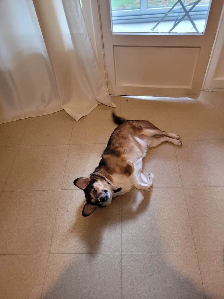 URGENTE cão para adoção