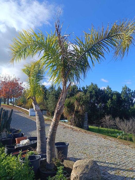 Coqueiros para jardim