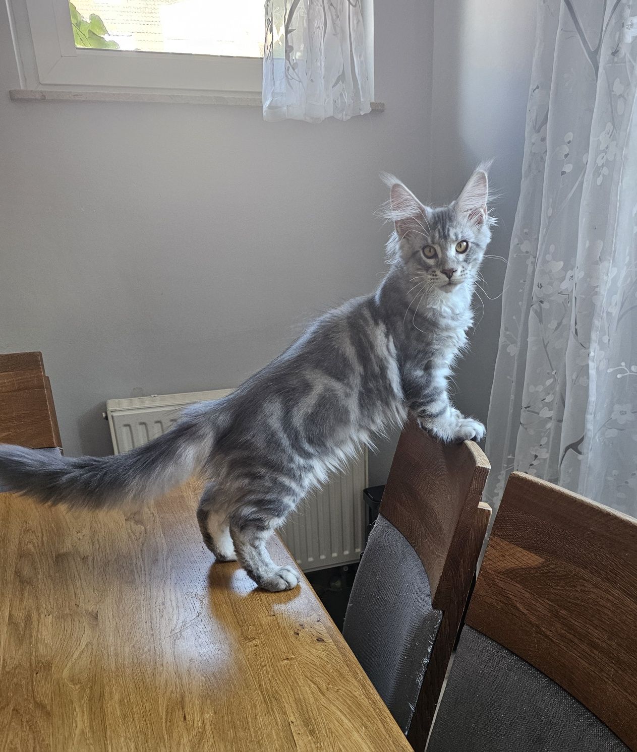 Piękny kocurek Beethoven Maine coon  niebieski pręgowany
