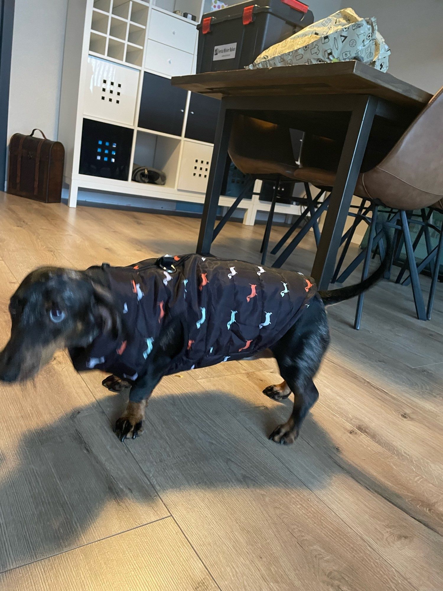 Roupa para animal muito pequeno