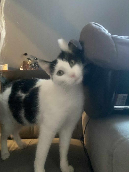 Oddam kocurka w dobre ręce