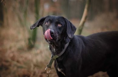 Magnat - cudny psiak jak fit labrador ADOPCJA