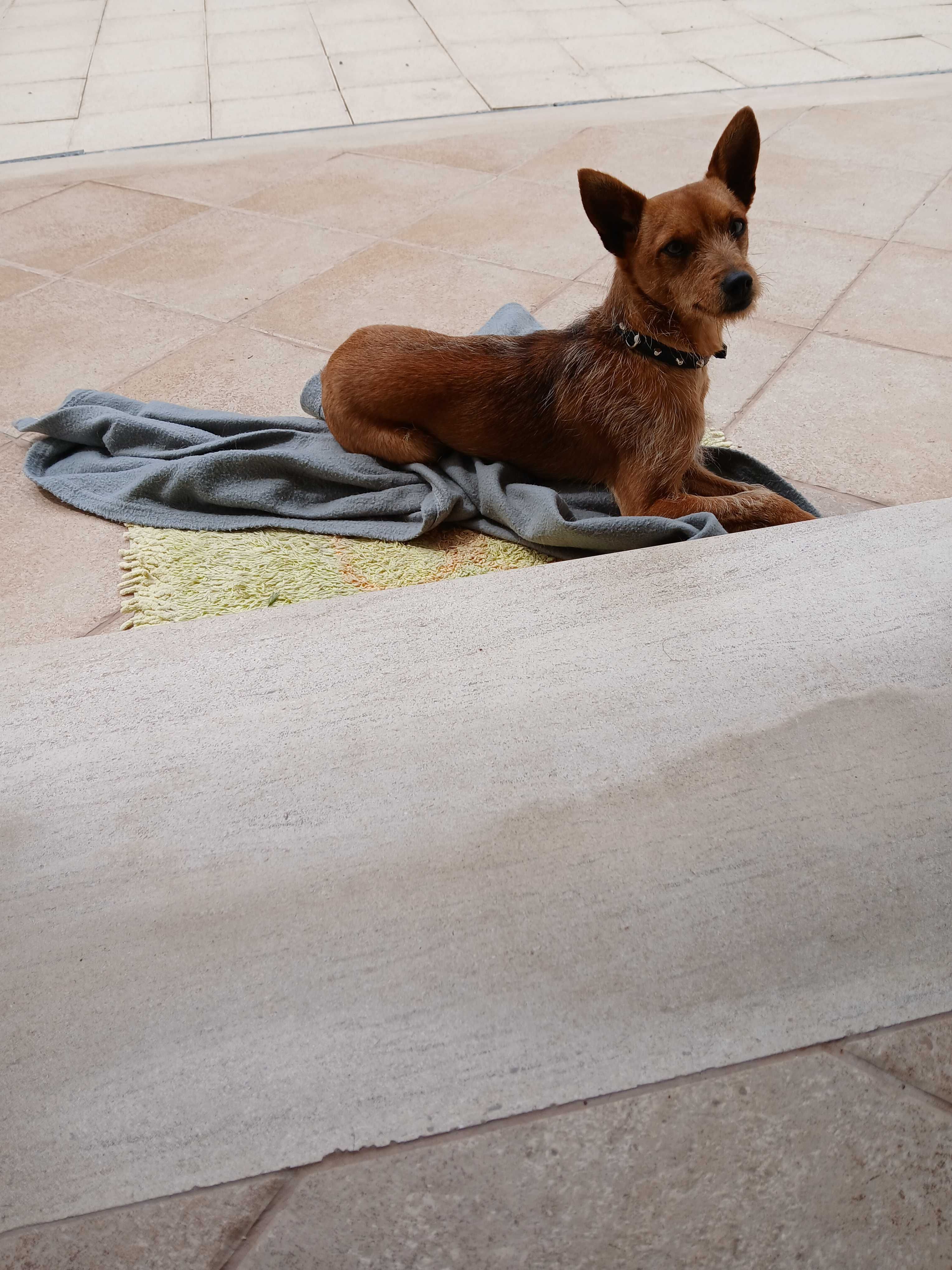 Cão para adoção responsável