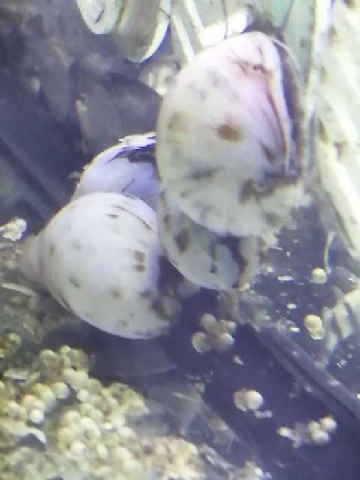 Caracol neritina branco