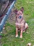Cudowna Kora poleca sie do adopcji