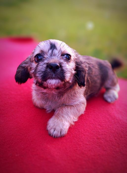 Pieski szczeniaki mama sithsu ojciec mały kundelek