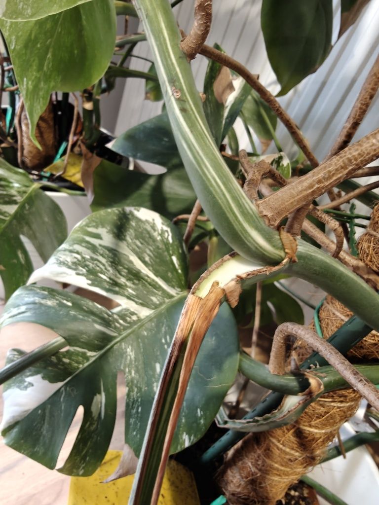 monstera deliciosa variegata sadzonki