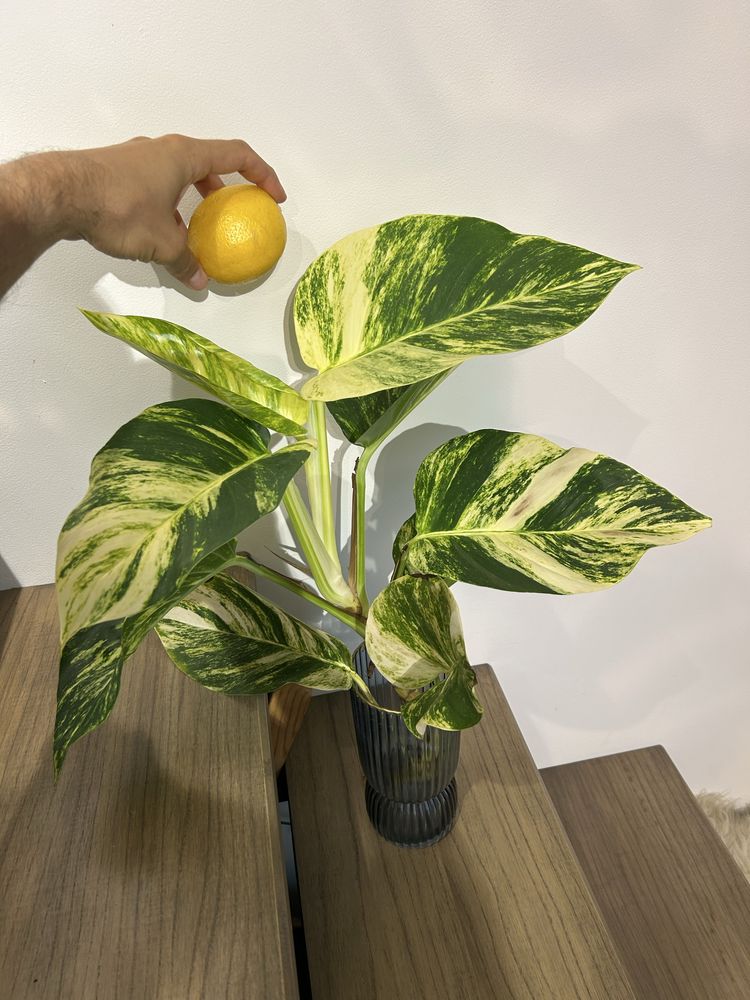 Epipremnum big form variegata monstera gog green on green marble queen