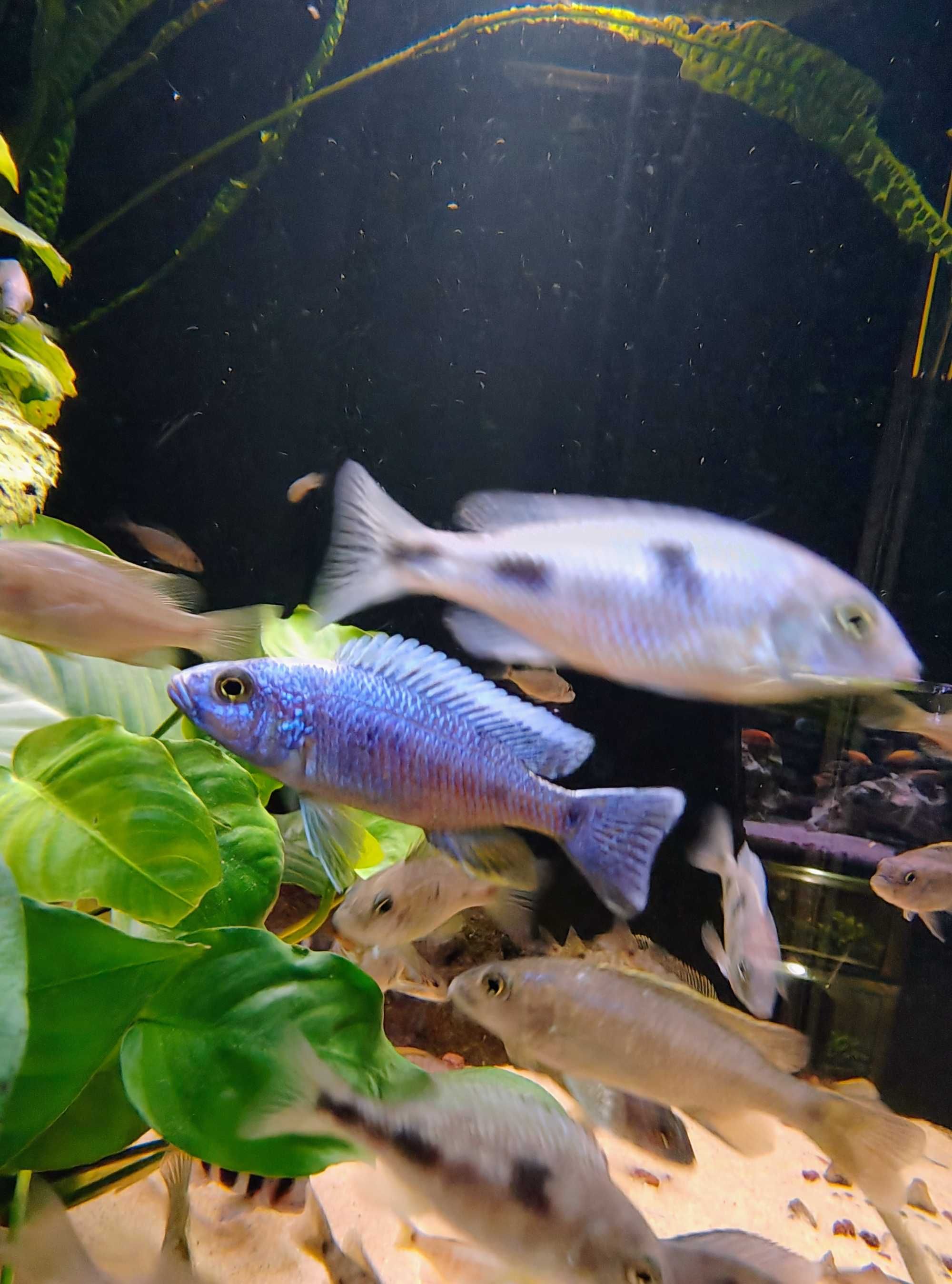 Sciaenochromis Fryeri Pyszczak lazurowy