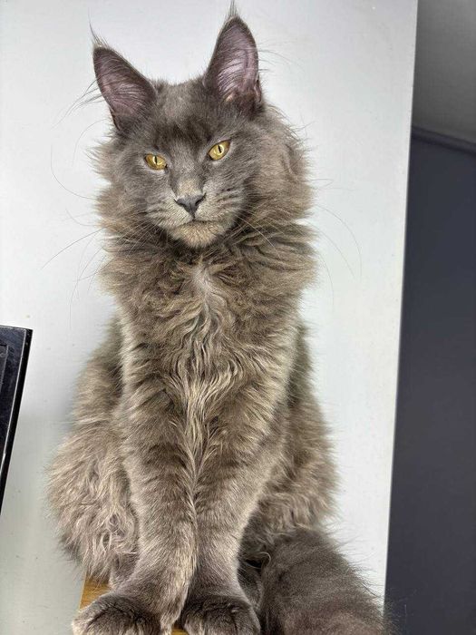 Неймовірний димчастий котик мейн-кун зі всіма документами WCF