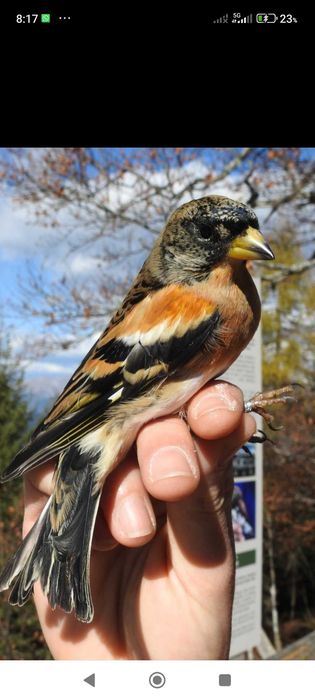 Tenho alguns pássaros de fauna europeia