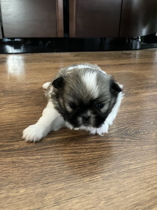 Śliczne szczenię Pekińczyk