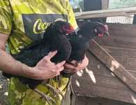 Ін. яйце породи курей СИНЬ СИНЬ ДЯНЬ  і окремо Джерсійський гігант пор