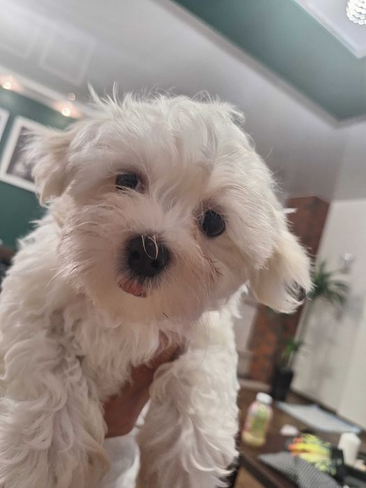 Maltańczyk  Wiola Gotowa do odbioru !!