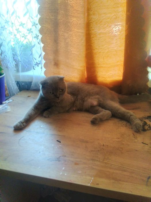 Котята 2місяці.  Весловухих