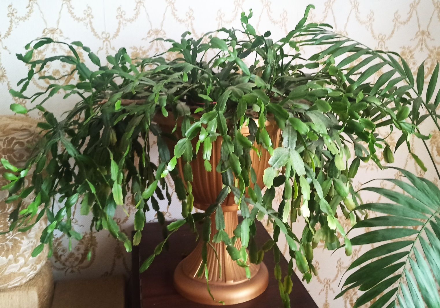 Продам кімнатну рослину Шлюмбергера /Різдвяний