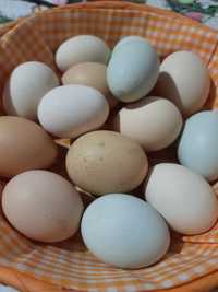 Wiejskie jaja od szczęśliwych kurek