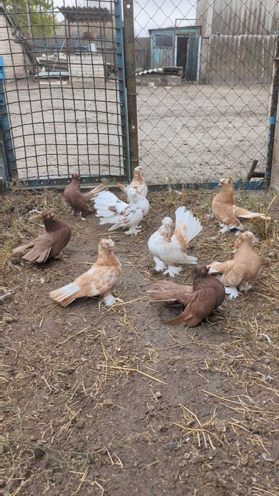 Продам  голубів , єйські голуби