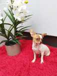 Chihuahua miniatura