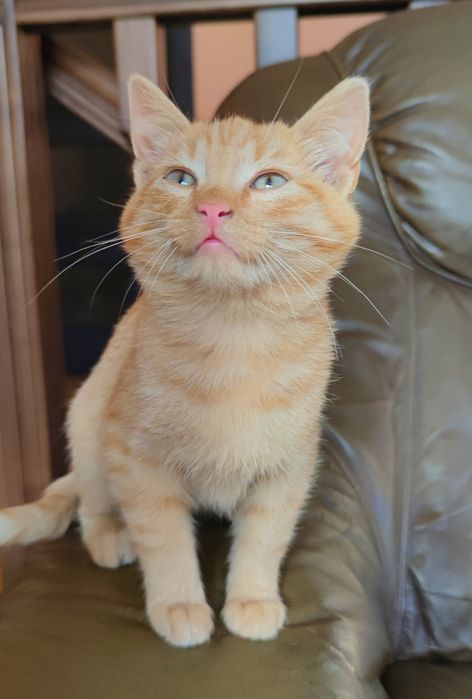 Кошенята в добрі руки