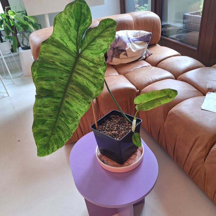 Philodendron paraiso verde