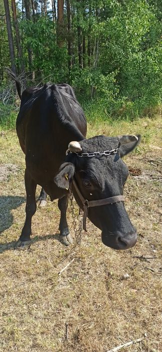 Krowa cielna zacielone bydło