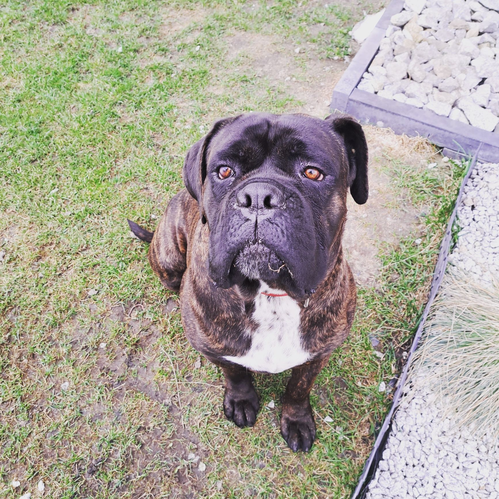 Oddam psa cane corso