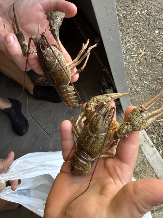 Живые раки . Мелкий ,средний ,крупный!