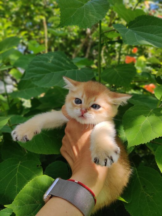 Котята золотая шиншилла.