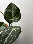 Anthurium Clarinervium
