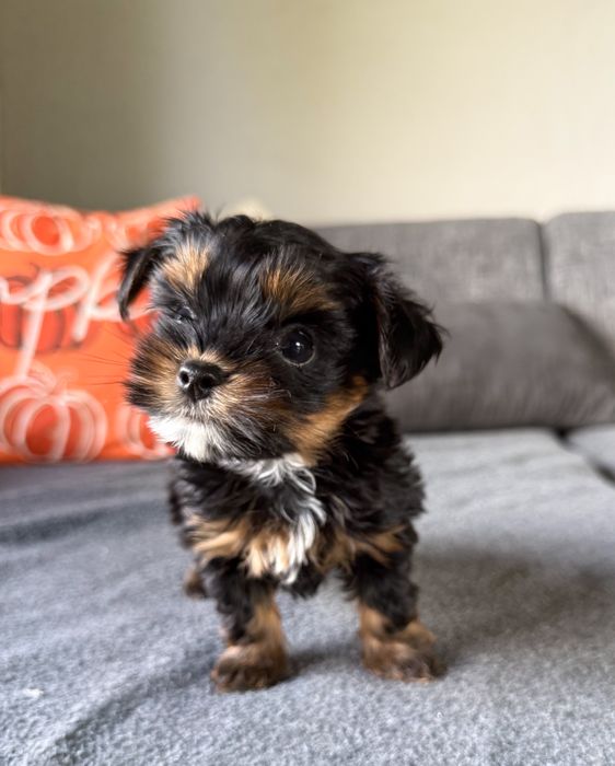 Śliczny malutki piesek Yorkshire Terrier